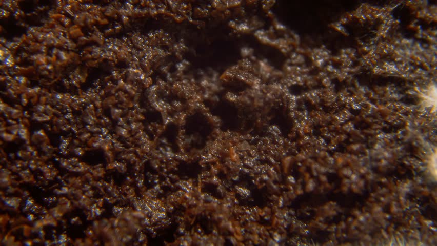 Mycelium of pleurotus ostreatus grows on coffee grounds - 5 days timelapse 