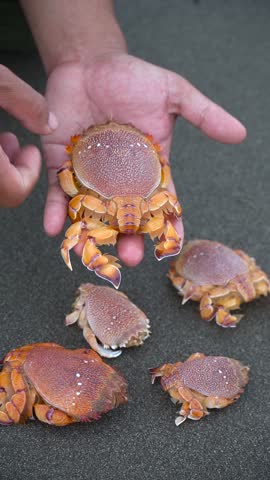 Wild Kuracha Crab Rare Deep Sea Catch with Striking Red Shell
