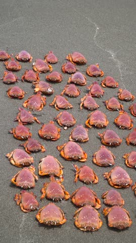 Wild Kuracha Crab Rare Deep Sea Catch with Striking Red Shell