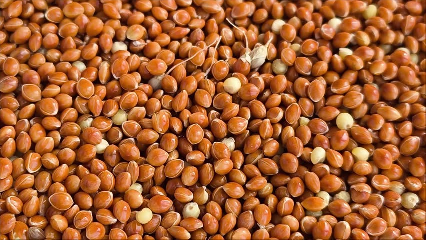 Red millet in close-up. Fresh, pure grain for animal feeding. Millet production. Food. Increase in grain prices.