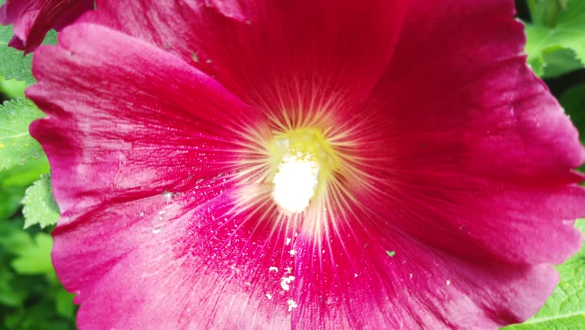 Purple mallow flower on a sunny summer day