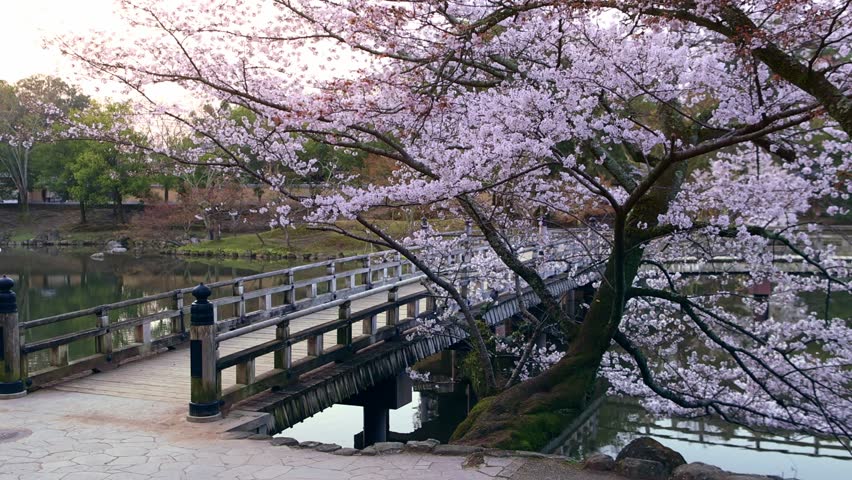 Japanese garden pond with traditional bridge and cherry blossoms in full bloom in Nara, Japan, springtime in Japan with Japanese sakura tree