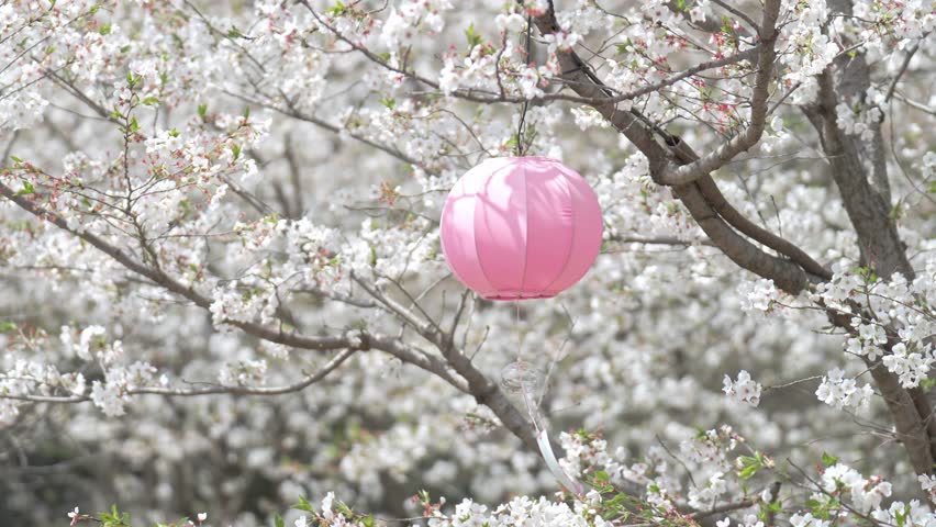 The wind blows pink decorative lanterns at the Sakura cherry blossom blooming Festival on a clear spring day