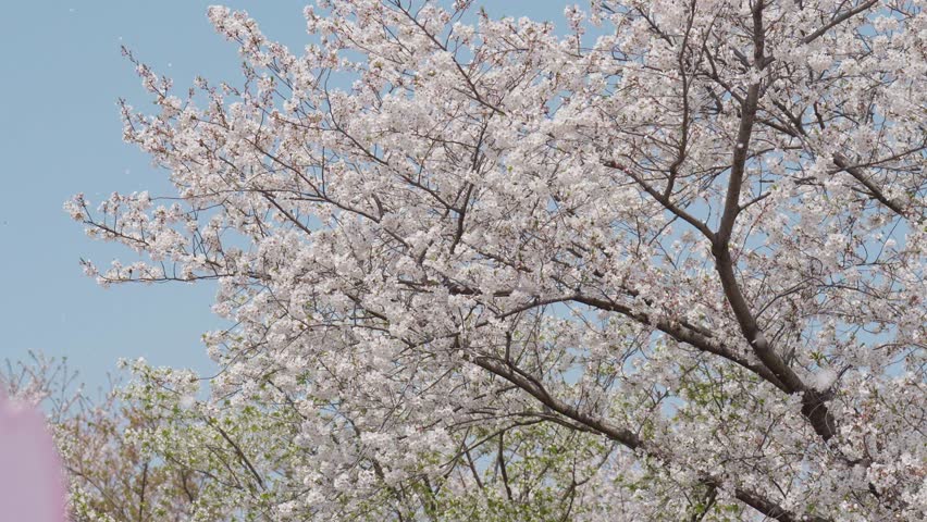 The wind blows cherry blossom petals in the air on a clear spring day