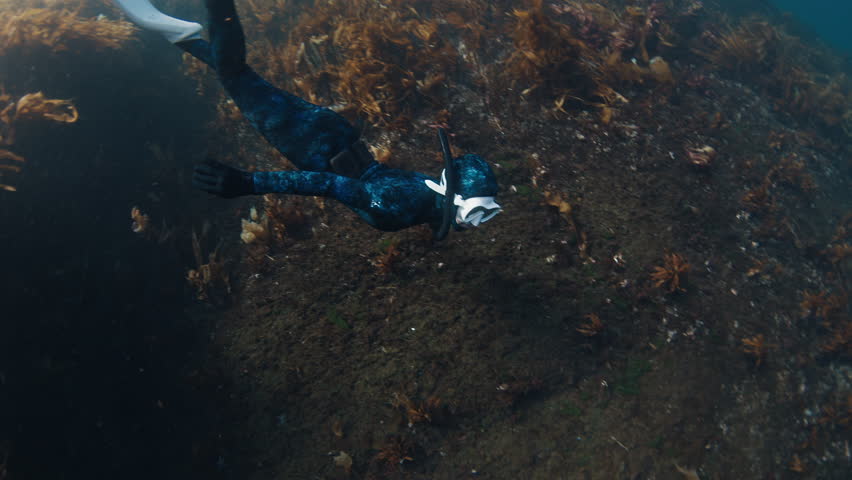 Arctic freediving. Woman freediver in blue wetsuit dives underwater in the cold sea among the seaweed. Barents Sea freediving in Arctic region