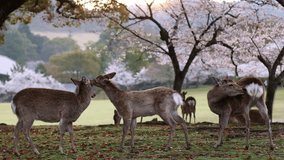 Nara deer in spring with cherry blossom in Japan, Japanese sakura season in Nara, tourism in Japan, sika deer grazing in early morning park - Powered by Shutterstock - Get 15% off with code: PIKWIZARD15