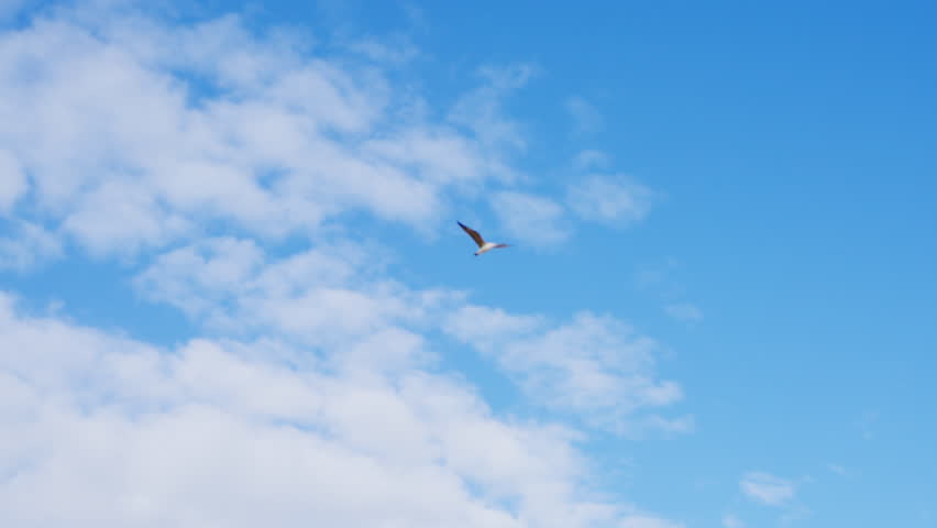 Graceful bird glides effortlessly through the open sky.