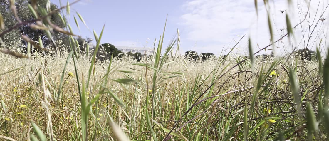Exploring a serene grassy meadow with wildflowers under a clear blue sky in the afternoon