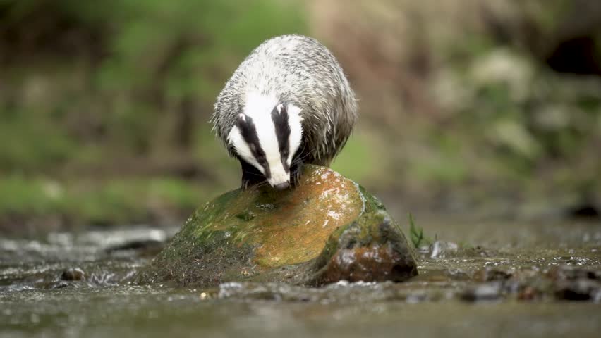 Badger walking on the rock near water stream in calm forest.
