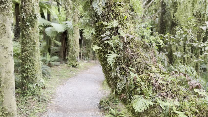 A girl in a yellow jacket with a backpack walks through magical, fairytale rainforest, densely covered with tree ferns - Roaring billy falls, Mount Aspiring National park, New Zealand south island