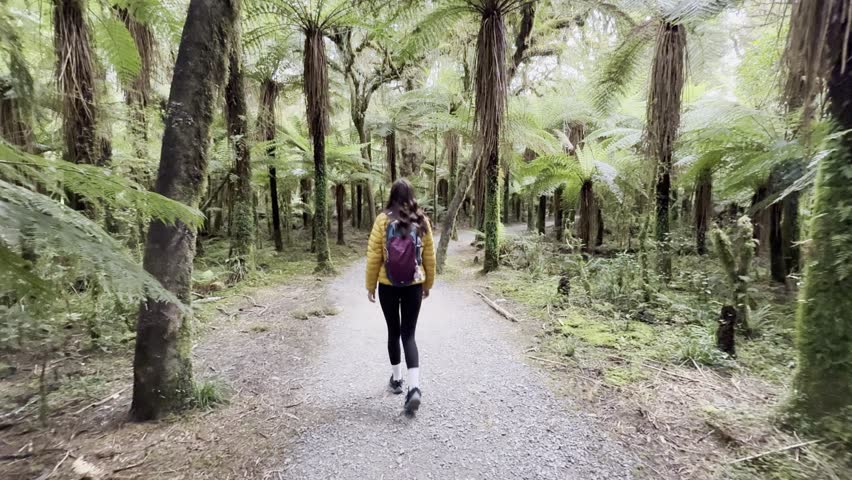A girl in a yellow jacket with a backpack walks through magical, fairytale rainforest, densely covered with tree ferns - Roaring billy falls, Mount Aspiring National park, New Zealand south island