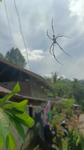 a golden orb-weaver spider in the middle of its web.