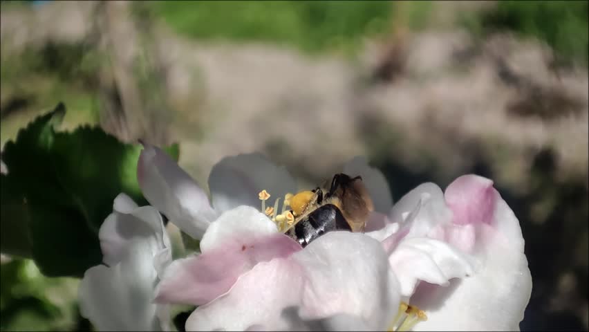 Close-up macro of a honeybee visiting a white apple blossom cluster (Malus domestica), gathering nectar and brushing pollen grains before taking flight—detailed spring pollination action