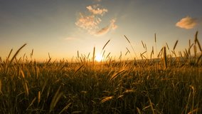 Field with wheat timelapse. Orange sun sets below horizon, almost cloudless sky. Fluttering ears of wheat in foreground. Beauty of nature, no people sunset. Cinematic video for background. - Powered by Shutterstock - Get 15% off with code: PIKWIZARD15