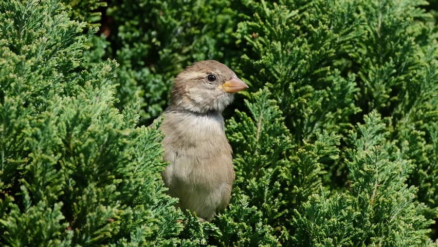 The house sparrow is a bird of the sparrow family Passeridae, found in most parts of the world. It is a small bird that has a typical length of 16 cm and a mass of 24–39.5 g.