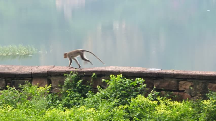 Monkey Running Along the Wall with Lake in the Background in Badami, Karnataka