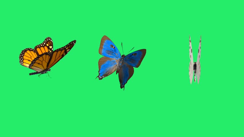 Animation of three butterflies models on a green background. Chroma key