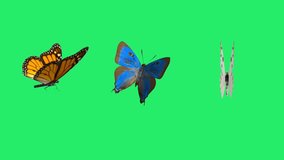 Animation of three butterflies models on a green background. Chroma key - Powered by Shutterstock - Get 15% off with code: PIKWIZARD15