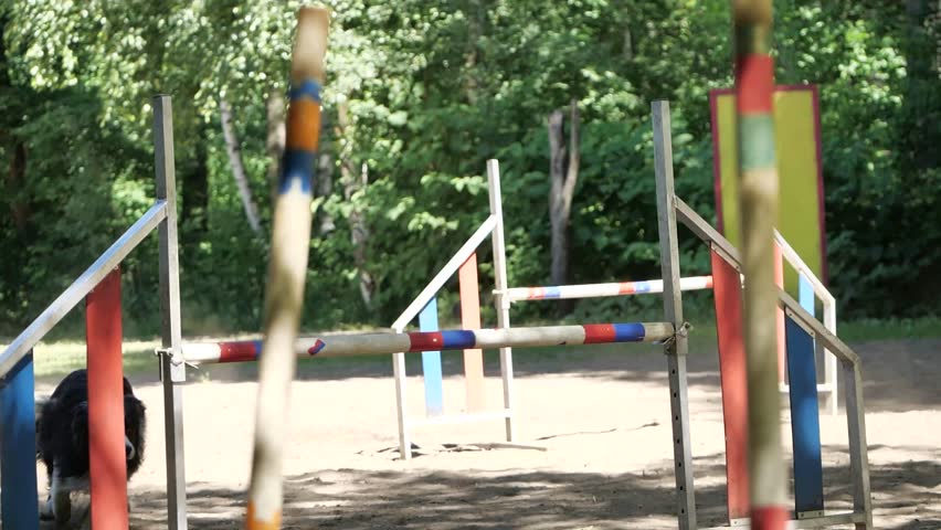 black dog jumping over obstacles. Old playground. Agility sport. border collie. Slow motion