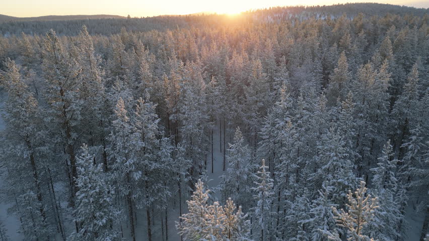 snow covered pine forest aerial view drone at sunrise finland,winter landscape,wood of snowy coniferous trees seen from above bird