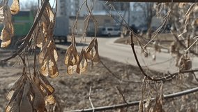 Faded maple samaras, also known as "helicopter seeds," hanging dry after blooming — a quiet sign of seasonal change and the natural cycle of growth, seed formation, and dispersal - Powered by Shutterstock - Get 15% off with code: PIKWIZARD15