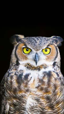 Beautiful Great Horned Owl. Vertical Video.