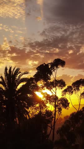 Aerial shot of dramatic clouds and the setting sun behind a row of palm trees. Los Angeles California. Vertical Video.