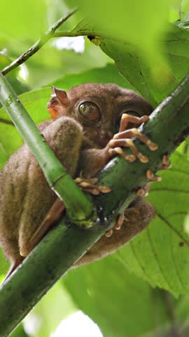 The unique and cute looking Tarsier. Shot on Bohol Philippines. Vertical Video.