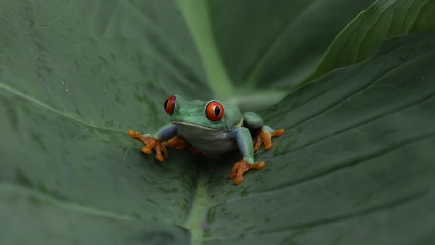 Footage Red-eyed tree frog climbing on leaves, Red-eyed tree frog (Agalychnis callidryas) closeup on leaves, Green tree frog footage