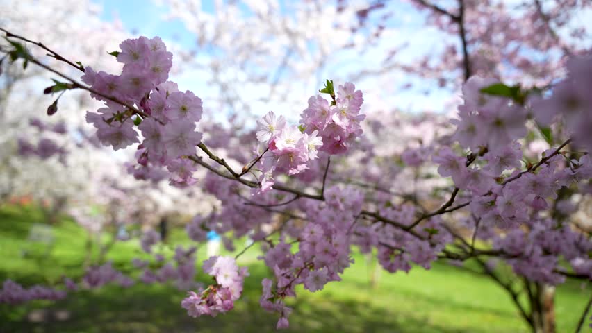 There is a tree with pink cherry blossoms in the park. The tree is against the background of green grass and clear sky.