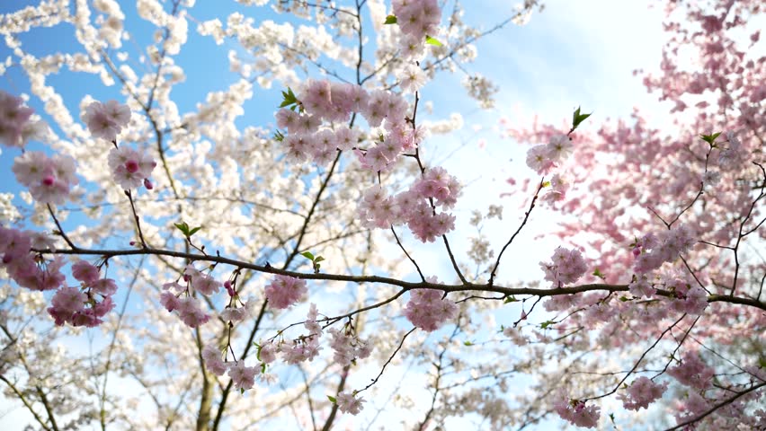 In the foreground is a tree with pink cherry blossoms. The tree is surrounded by other trees with pink blossoms.