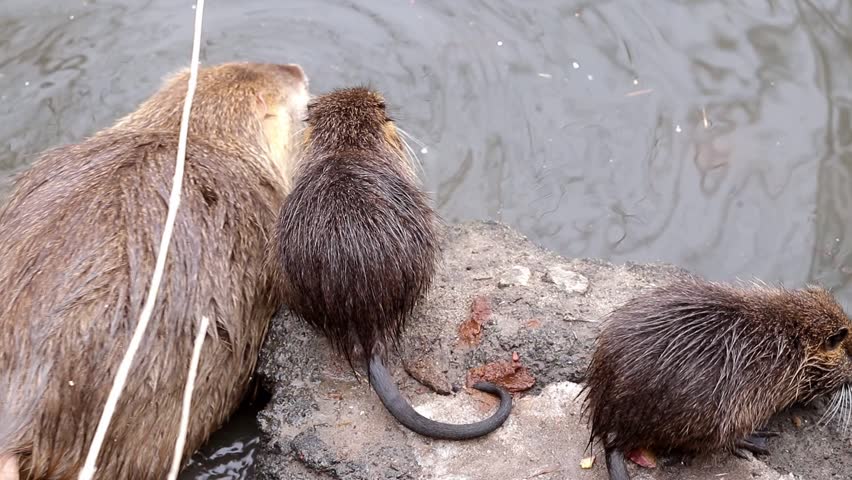 Wild nutria in pond in a city park.An adult brown nutria lacks a tail due to frostbite in winter.Survival of nutria in their natural habitat.