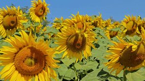Yellow sunflowers blooming in field. - Powered by Shutterstock - Get 15% off with code: PIKWIZARD15