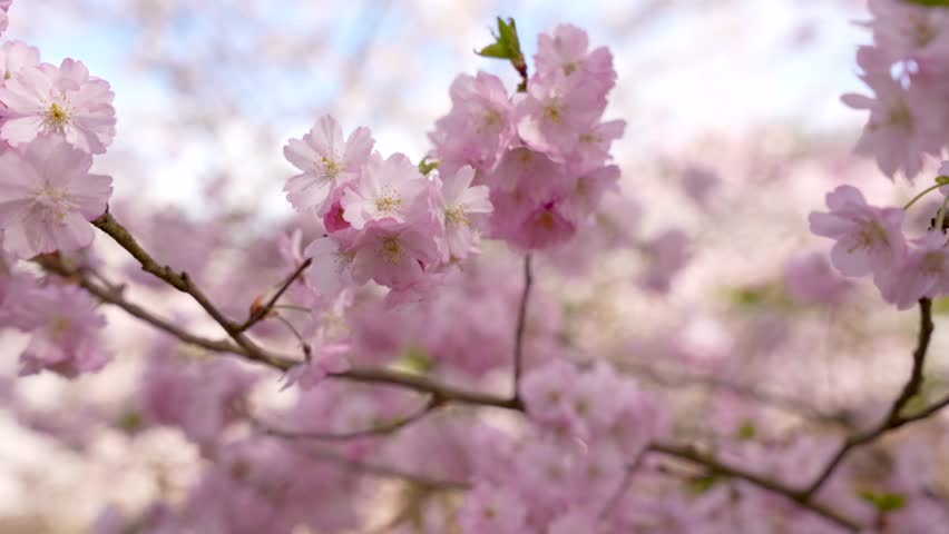 A tree with pink flowers. The flowers are on the branches. The branches are green. Cherry blossom tree.
