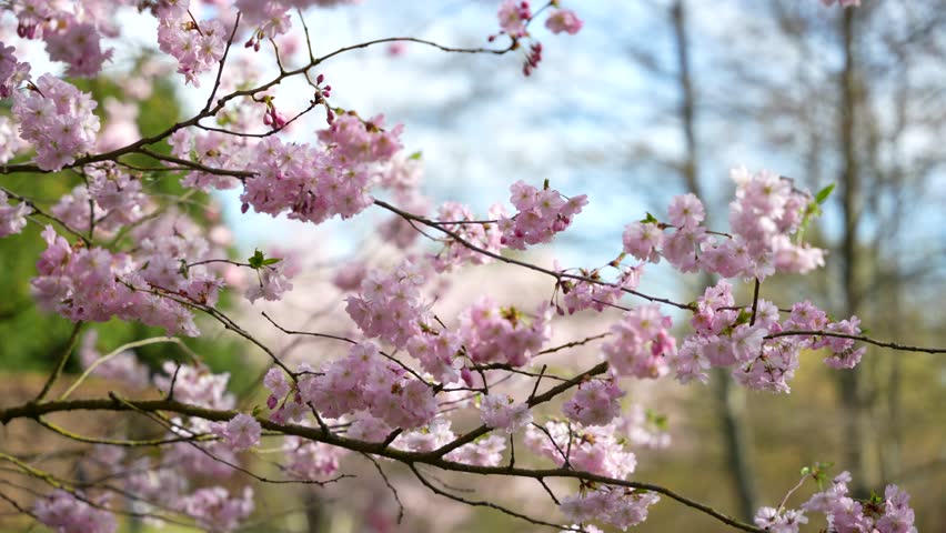 In the foreground is a tree with pink cherry blossoms. The tree is surrounded by a green background. The flowers are fully bloomed and scattered all over the tree.