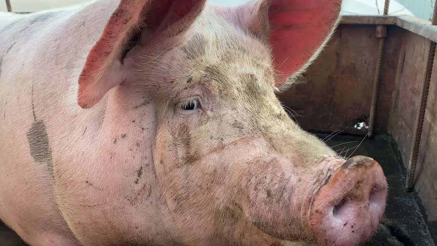 Portrait of cute breeder pig with dirty snout, Close-up of Pig