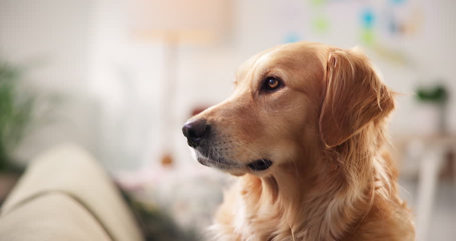Dog, relax and pet thinking in home as domestic companion or profile of golden retriever on sofa. Animal, living room and canine waiting on couch for comfort, rest and reflection with peace or calm