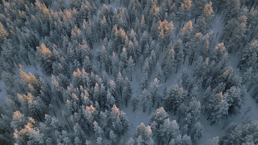 aerial top down view of coniferous pine snowy trees forest at sunrise finland,bird