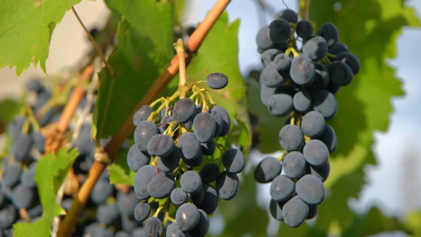 Ripe bunch of grapes close-up. Autumn grape harvest. Wine making. Ripe grapes ready for harvesting. Dark blue grapes on a branch.