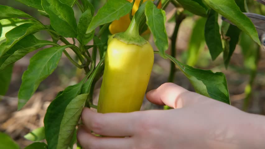 Autumn harvest. A girl picks sweet peppers from a bush Harvesting sweet peppers.