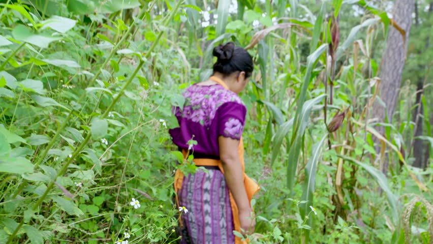 Indigenous women navigate through vibrant fields, carefully examining their traditional crops of corn, beans, and vegetables. This powerful image captures ancestral agricultural wisdom.