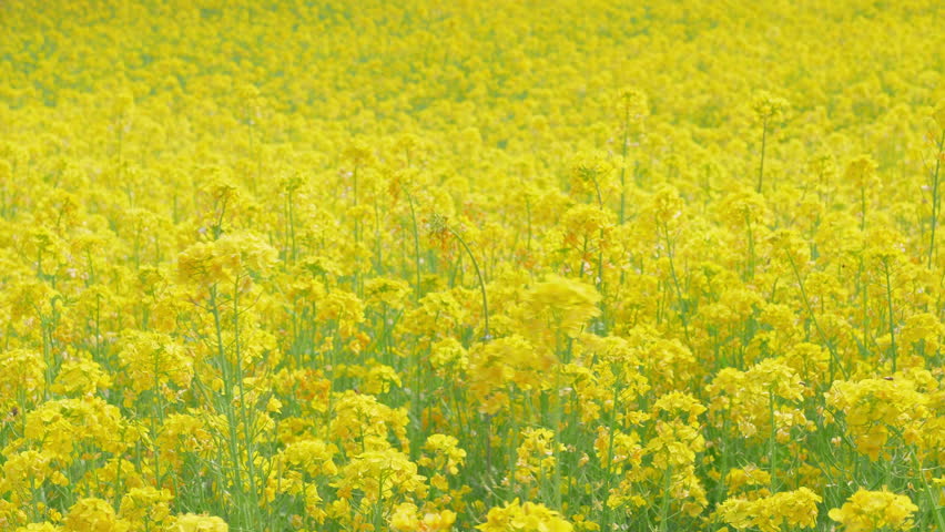 Field of Canola Blossoms (Rape Seed Blossoms) Swaying in the Wind on a Peaceful Spring Day (ZOOM OUT)