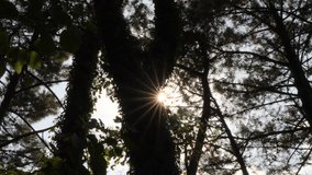 Sunlight filtering through dense forest branches, casting golden rays and intricate shadow patterns across verdant woodland landscape - Powered by Shutterstock - Get 15% off with code: PIKWIZARD15