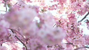 Cherry blossoms in full bloom, slow-motion close-ups. Sunlight streams through branches, bees visit each flower. Spring's magic! - Powered by Shutterstock - Get 15% off with code: PIKWIZARD15