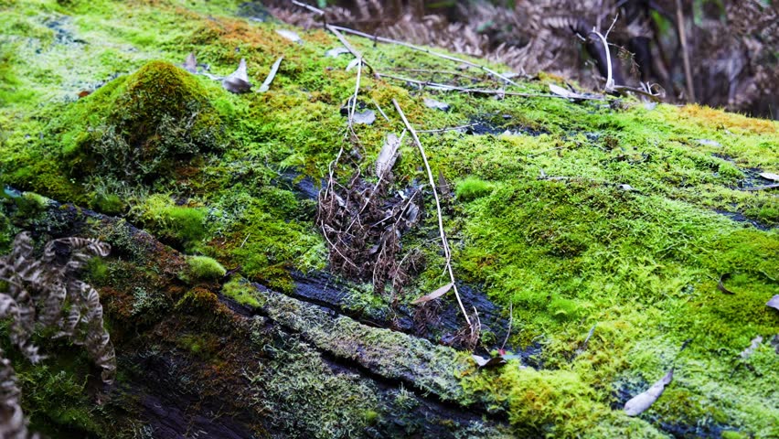 Close-up of lush moss growing on a weathered log in a misty woodland environment