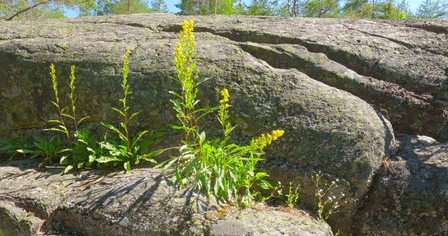 Tall, yellow flowers on rock in sunny summer weather, Teijo, Finland.