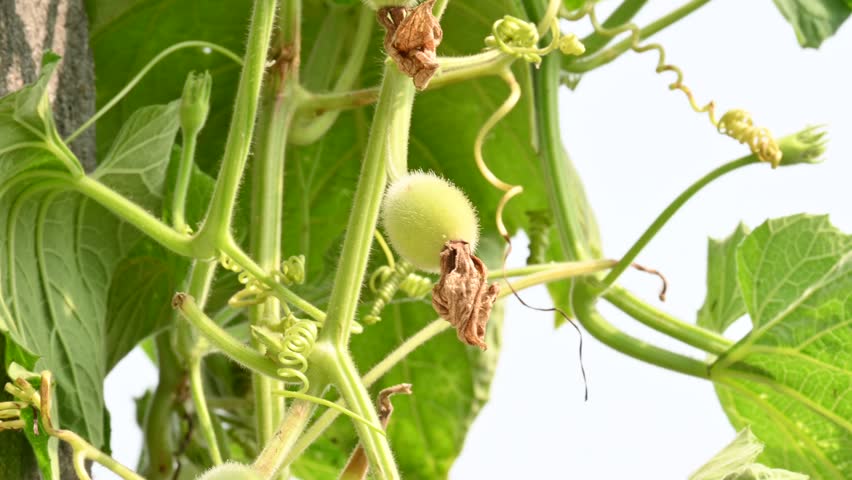 Bottle gourd with flower. It is a vine grown for its fruit. Its other names Calabash, Lagenaria siceraria, white flowered gourd, long melon, birdhouse gourd, New Guinea bean and Tasmania bean.

