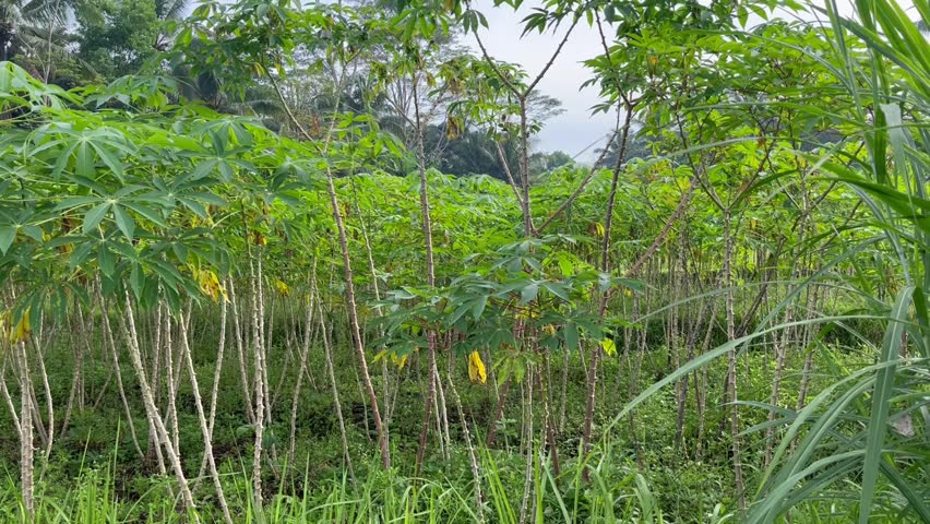 portrait of cassava leaves in the garden