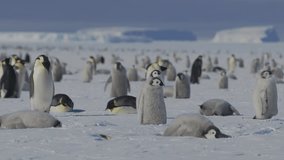 Penguin chicks waddle through antartic rookery in search of warmth and companionship - Powered by Shutterstock - Get 15% off with code: PIKWIZARD15