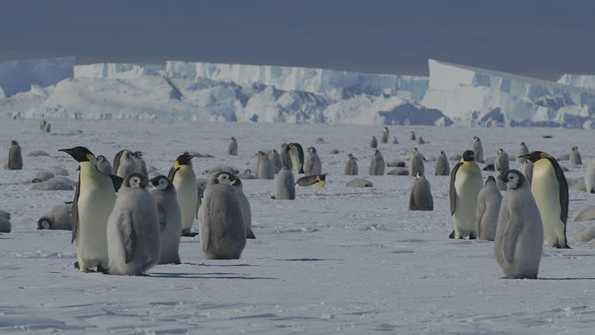 Penguin rookery in Antarctica showcasing adorable chicks thriving in a cold environment